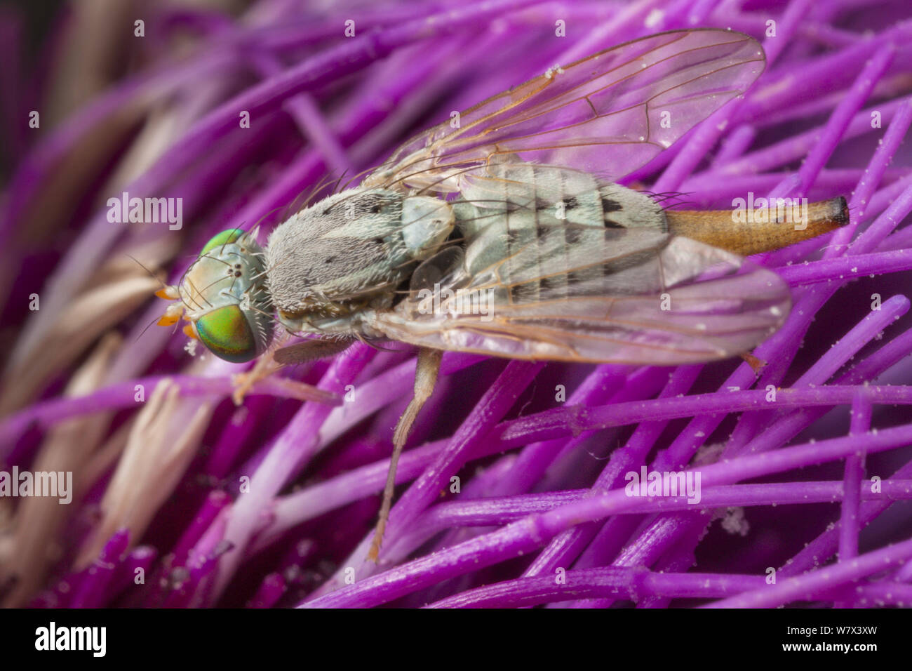 Thistle Gall Fly (Terellia serratulae) feeding on a thistle. Nordtirol, Tirol, Austrian Alps, Austria. August. Stock Photo