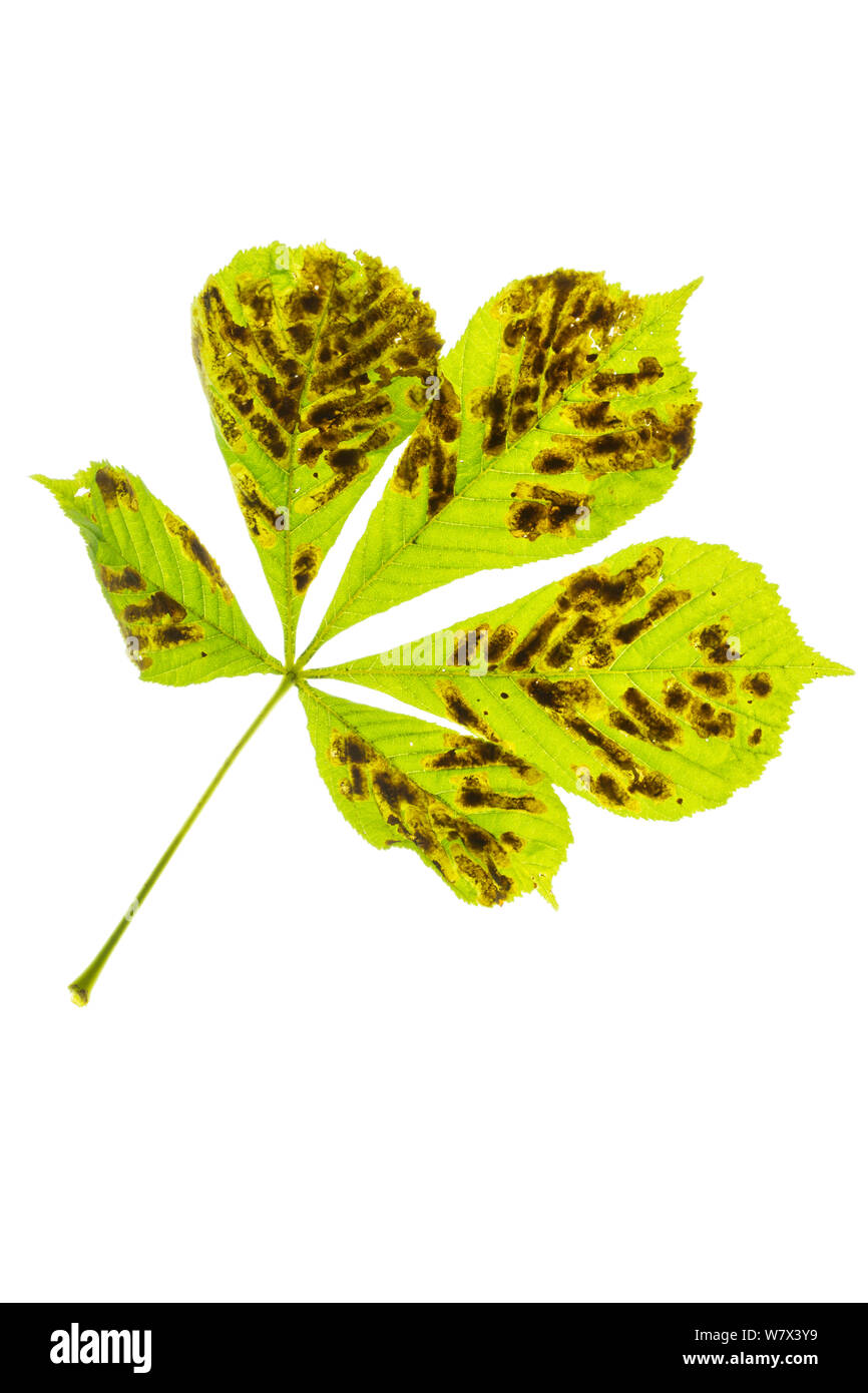 Horse Chestnut leaves (Aesculus hippocastanum) infected with Leaf Miner Moth (Cameraria ohridella) on a white background. Peak District National Park, Derbyshire, UK. July. This insect is an invasive alien species to the UK. Stock Photo