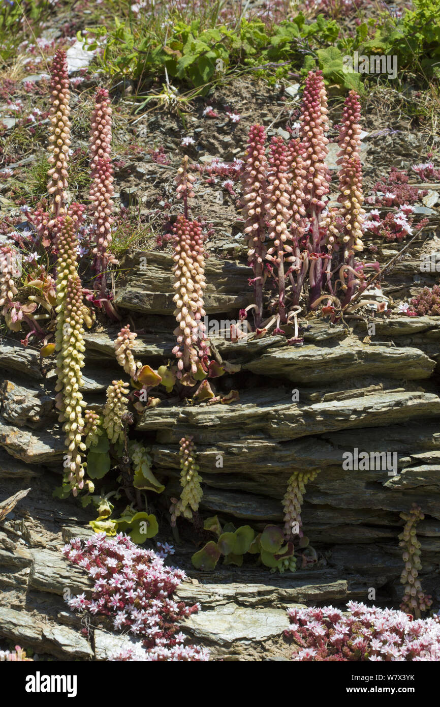 Navelwort / Wall Penntwort (Umbilicus rupestris) and English stonecrop (Sedum anglicum) flowerinig on an exposed cliff face. Devon, UK. June. Stock Photo