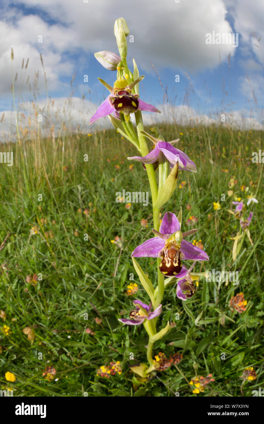 Bee Orchid (Ophyris apifera) in lowland calcareous grassland habitat. Peak District National Park, Derbyshire, UK. June. Taken with fish eye lens. Stock Photo