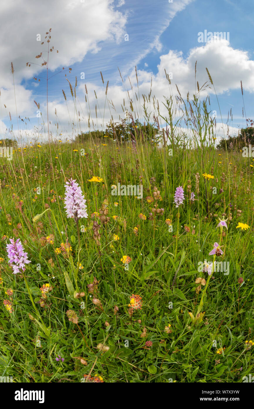 Common Spotted Orchids (Dactylorhiza fuchsii) and Bee Orchid (Ophyris apifera) in lowland calcareous grassland habitat. Peak District National Park, Derbyshire, UK. June. Taken with fisheye lens. Stock Photo