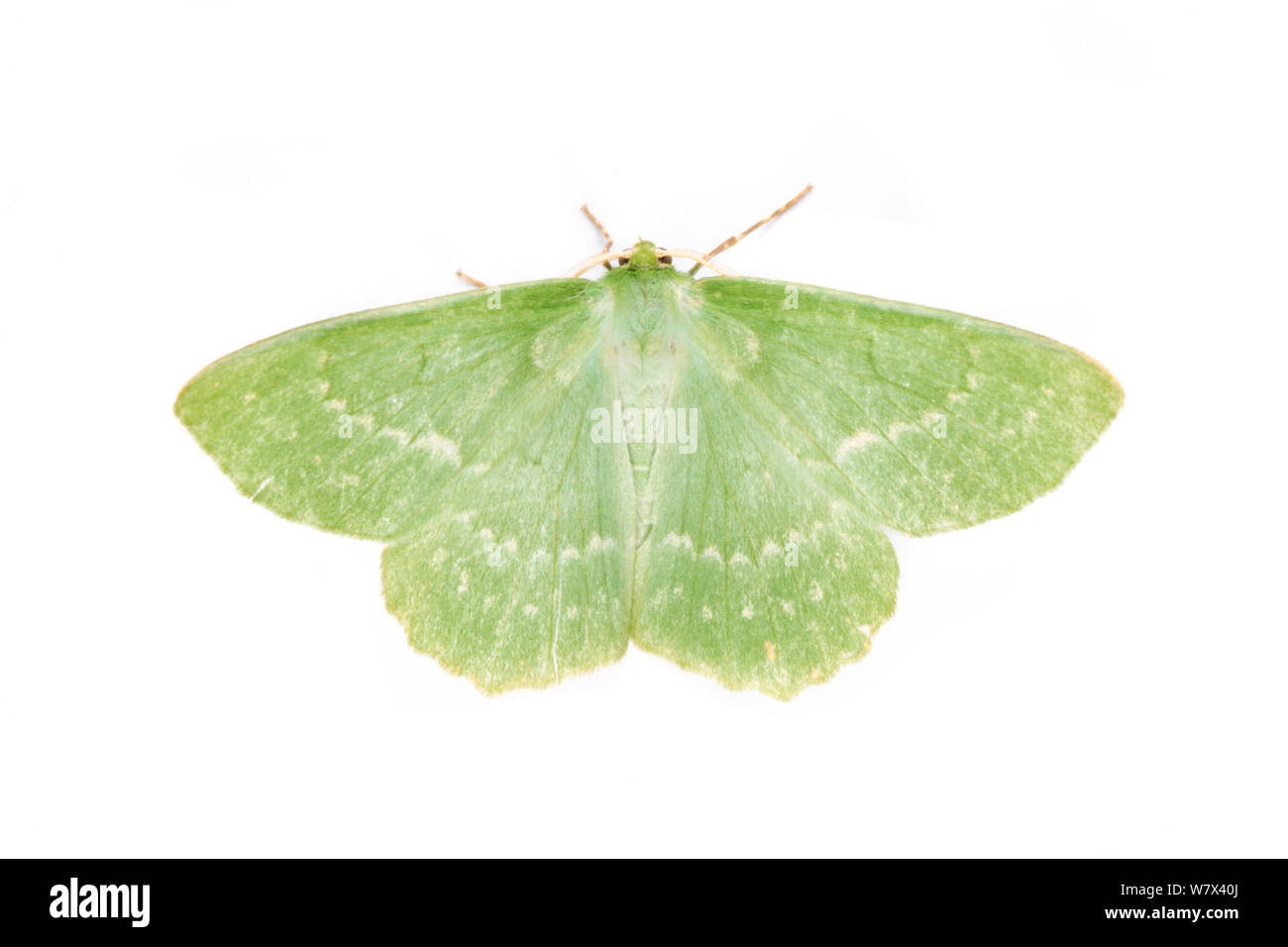 Large Emerald (Geometra papilionaria) moth on a white background. Peak District National Park, Derbyshire, UK. July. Stock Photo