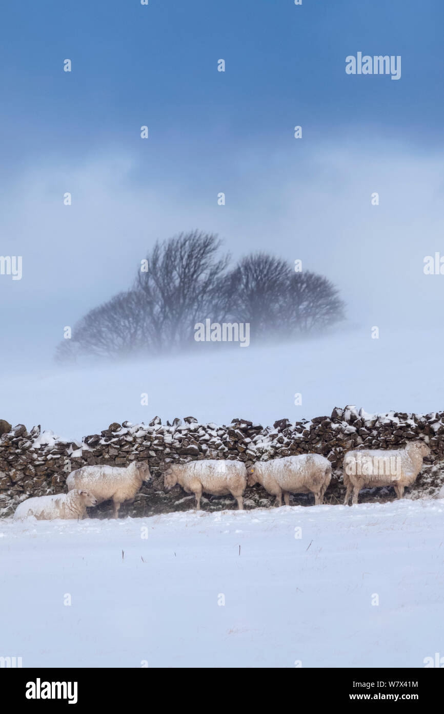 Sheep sheltering from a snow behind a stone wall, Peak District National Park, Derbyshire, UK. March. Stock Photo