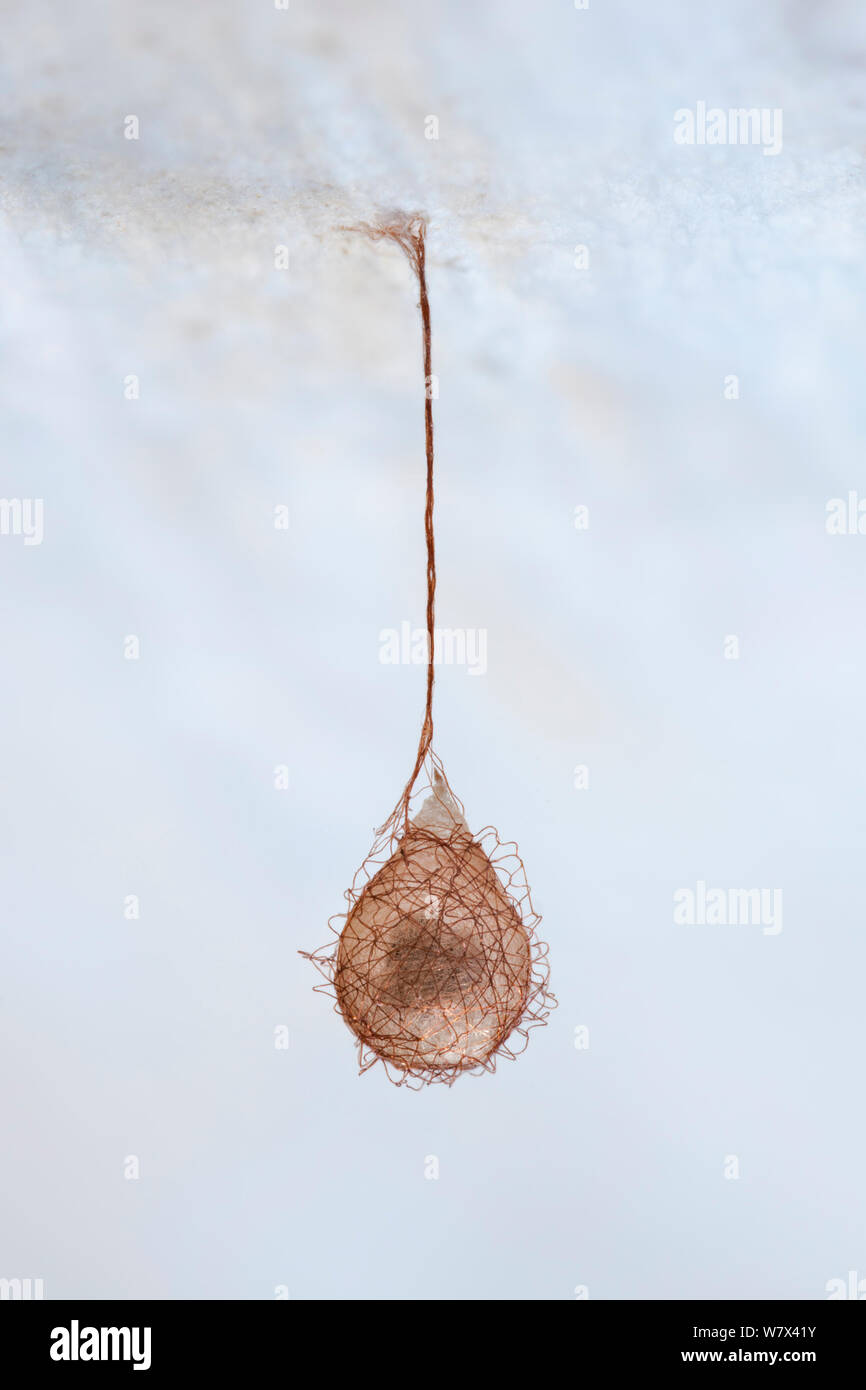 Egg sac of a Pirate Spider (Ero sp.). Peak District