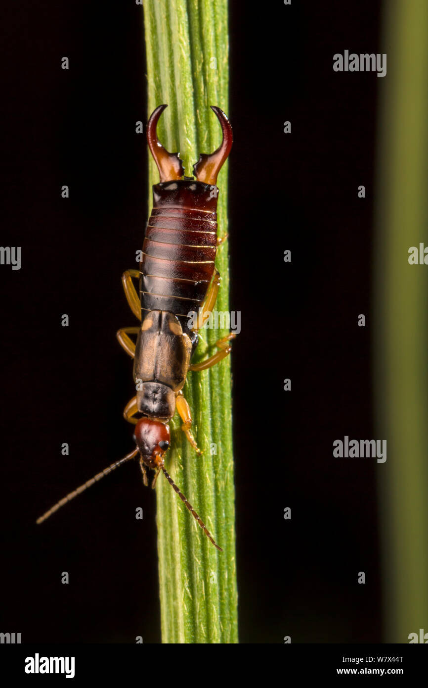 Common Earwig male (Forficula auricularia) on plant stem at night. Derbyshire, UK. August. Stock Photo