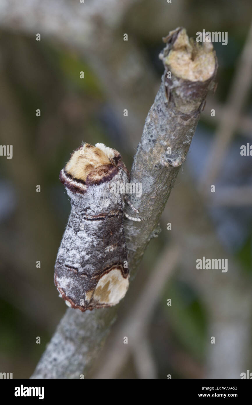 Buff-tip Moth (Phalera bucephala) camouflaged on a twig. Devon, UK. June. Stock Photo