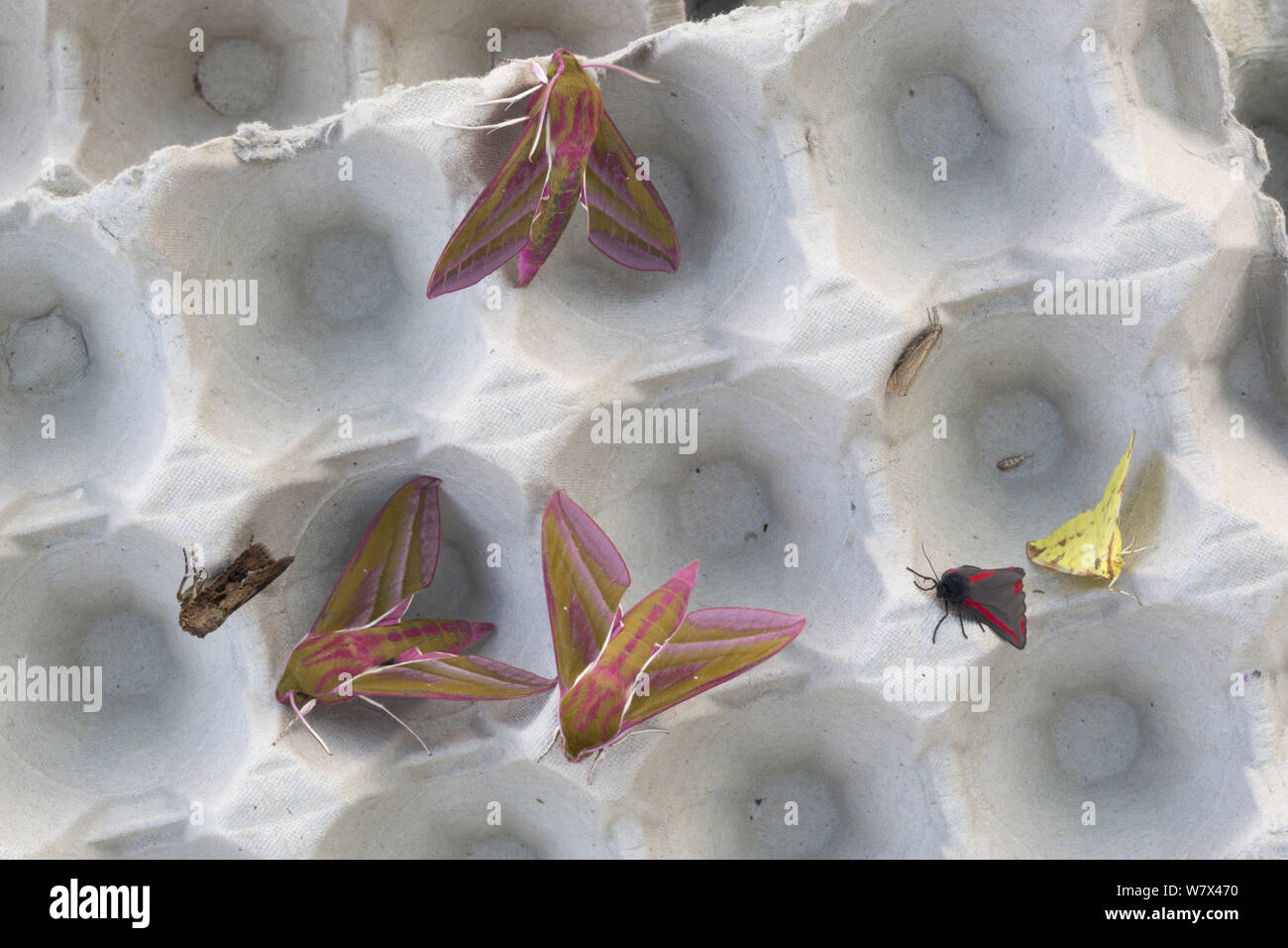 Insect trap hi-res stock photography and images - Alamy