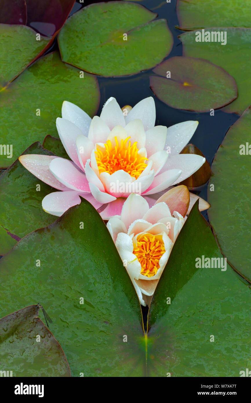 White water-lily (Nymphaea alba) and leaves in garden pond. UK, June. Stock Photo