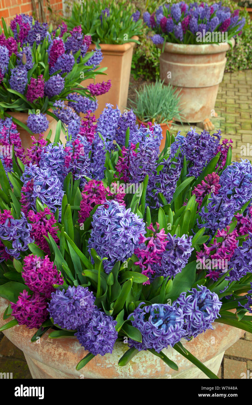 Liliaceae Hyacinths Hi Res Stock Photography And Images Alamy