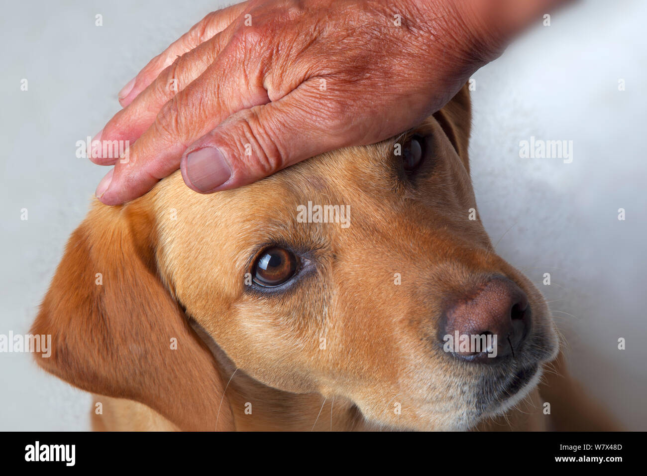 Yellow labrador being petted. Stock Photo