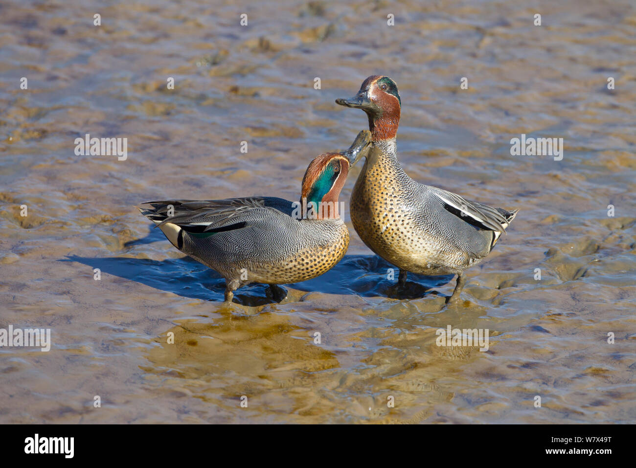 Teal (Anas crecca) males fighting on mudflats. Titchwell, Norfolk, UK, March. Stock Photo