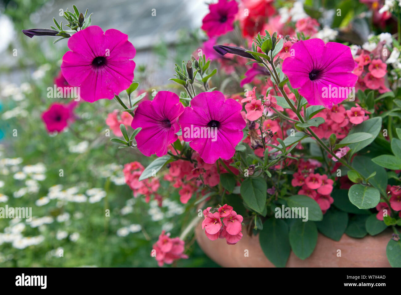 What to plant with petunias in pots hires stock photography and images