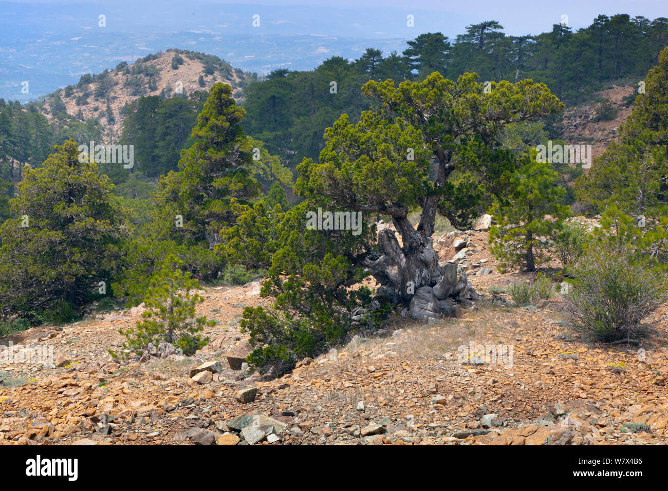 Ancient Juniper trees (Juniperus foetidissima), Troodos National Park, Cyprus, May. Stock Photo