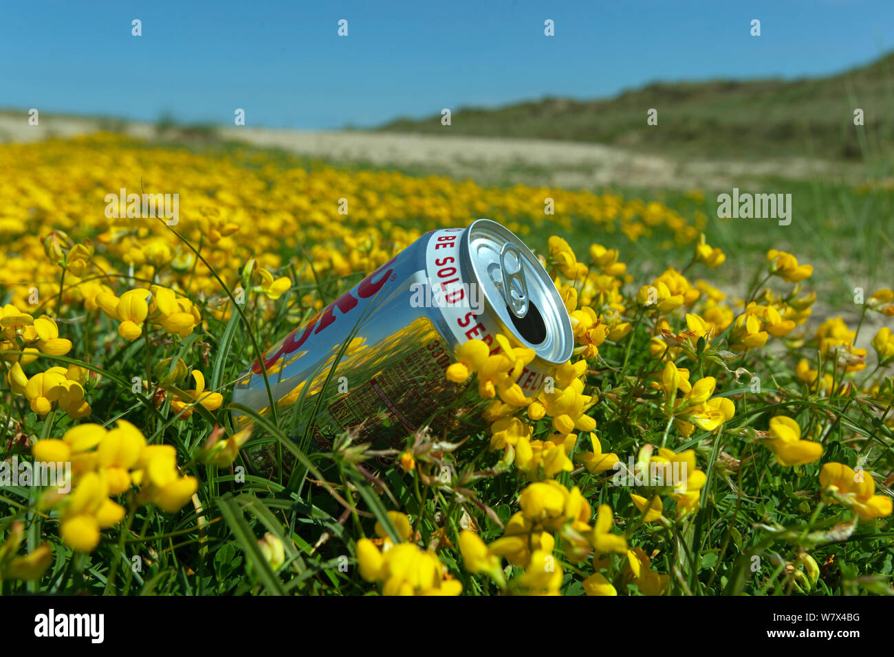 Discarded drinks can in clump of Bird’s-foot-trefoil (Lotus corniculatus), Holkham dunes, Norfolk, UK, July. Stock Photo