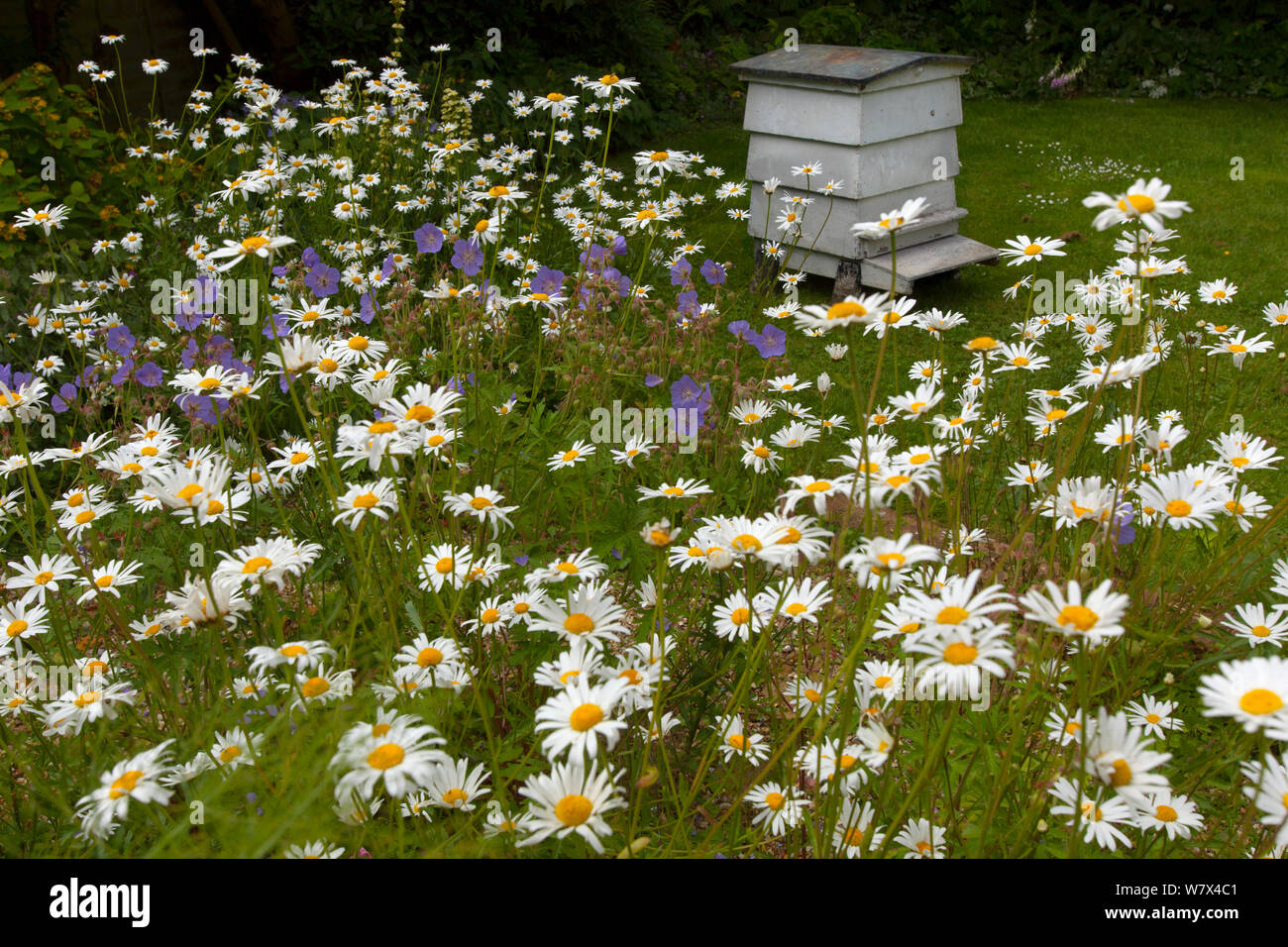 Traditional bee hive in cottage garden, UK, June. Stock Photo