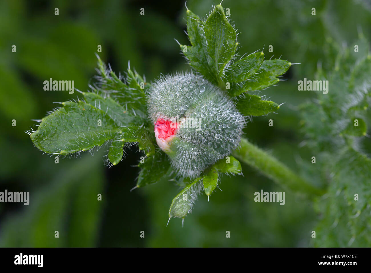 Oriental poppy (Papaver orientale), close up of bud. UK, June. Stock Photo