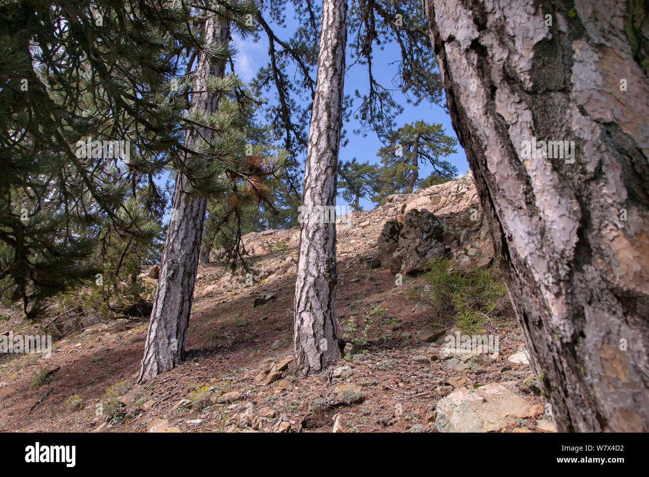 Ancient black pines (Pinus nigra), Troodos National Park, Cyprus, May. Stock Photo
