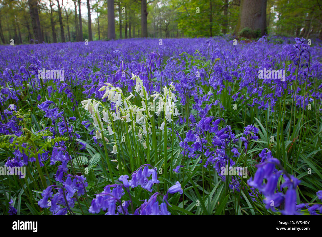 Bluebells (Hyacinthoides non-scripta) growing in woodland. Blickling Great Wood, UK, April. Stock Photo