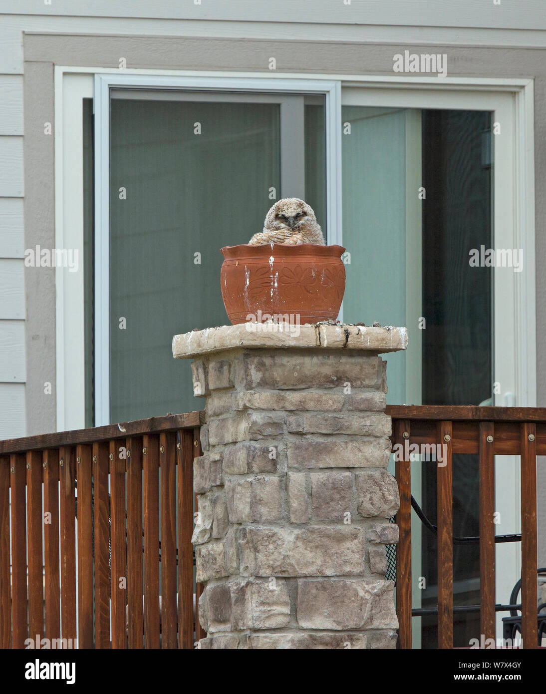 Great horned owl (Bubo virginianus), large chick in nest in a plant pot outside house, Aurora, May. Stock Photo