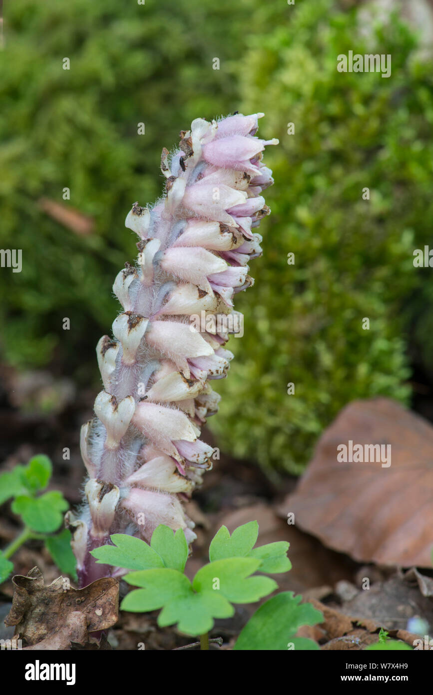 Toothwort (Lathraea squamaria). Parasitic on Hazel (Corylus)  Surrey, England, April. Stock Photo