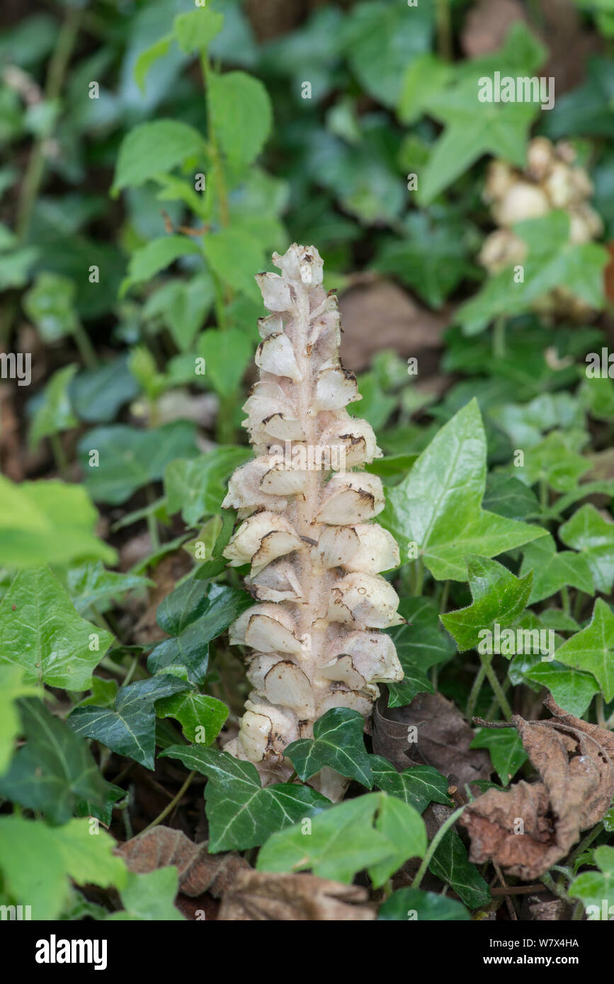 Toothwort (Lathraea squamaria) Parasitic on Hazel (Corylus)  Surrey, England, April. Stock Photo