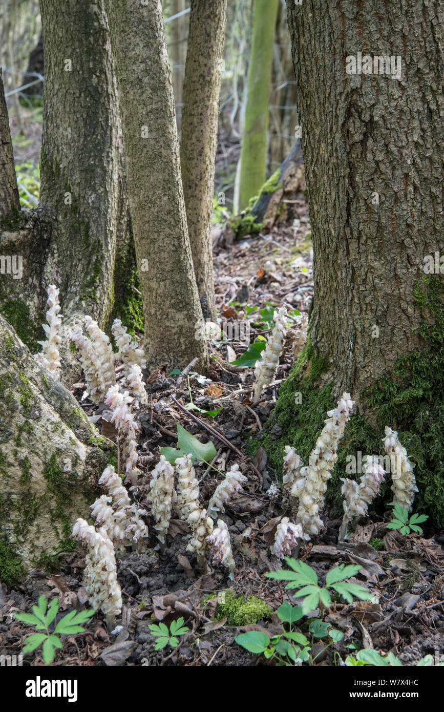 Toothwort (Lathraea squamaria). Parasitic on Hazel. Surrey, England, April. Stock Photo