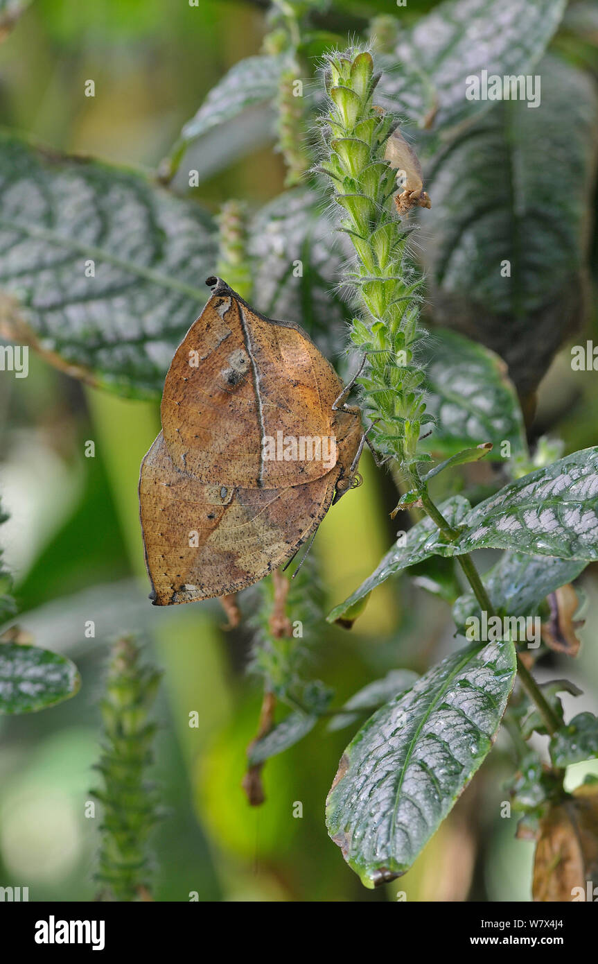 Indian leafwing butterfly (Kallima paralekta). Captive. Occurs in Indonesia. Stock Photo