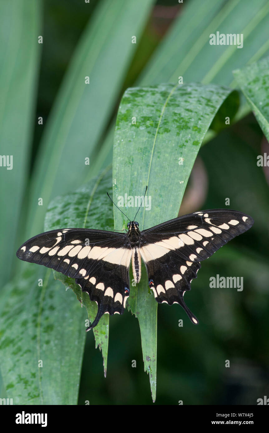 King swallowtail (Papilio thoas). Captive. Occurs in the Americas Stock