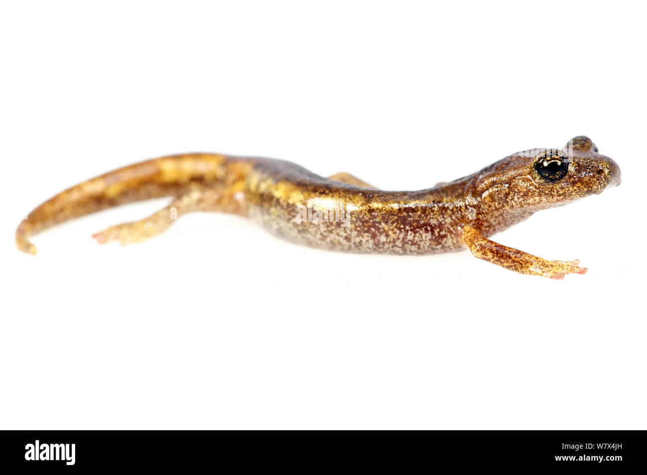 Ambrosi&#39;s cave salamander (Hydromantes ambrosii) against white background, Italy, April. Controlled conditions. Stock Photo