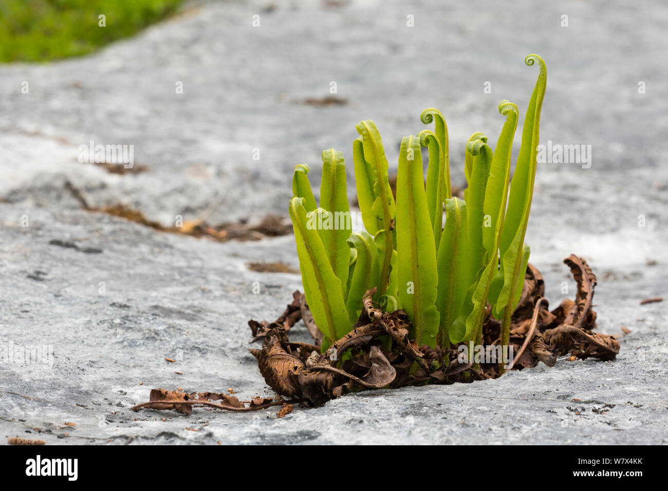 Hart&#39;s tongue fern (Asplenium scolopendrium), new fronds emerging from crevice in limestone pavement, Lancashire, UK. April. Stock Photo
