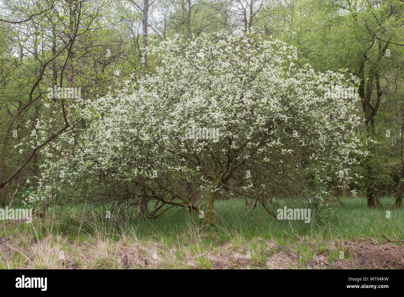 Flowering bird cherry (Prunus padus), Cumbria, UK. April. Stock Photo