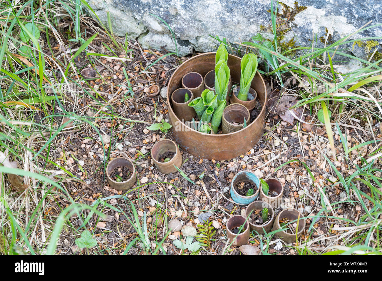 Young Lady&#39;s Slipper orchid plants (Cypripedium calceolus)  protected by plastic rings, Lancashire, UK. April. Stock Photo