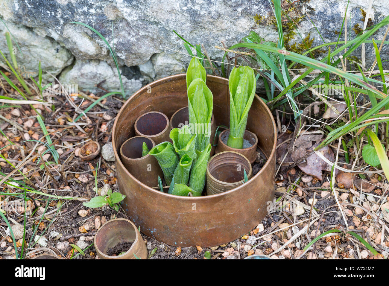 Young Lady&#39;s Slipper orchid plants (Cypripedium calceolus)  protected by plastic rings, Lancashire, UK. April. Stock Photo
