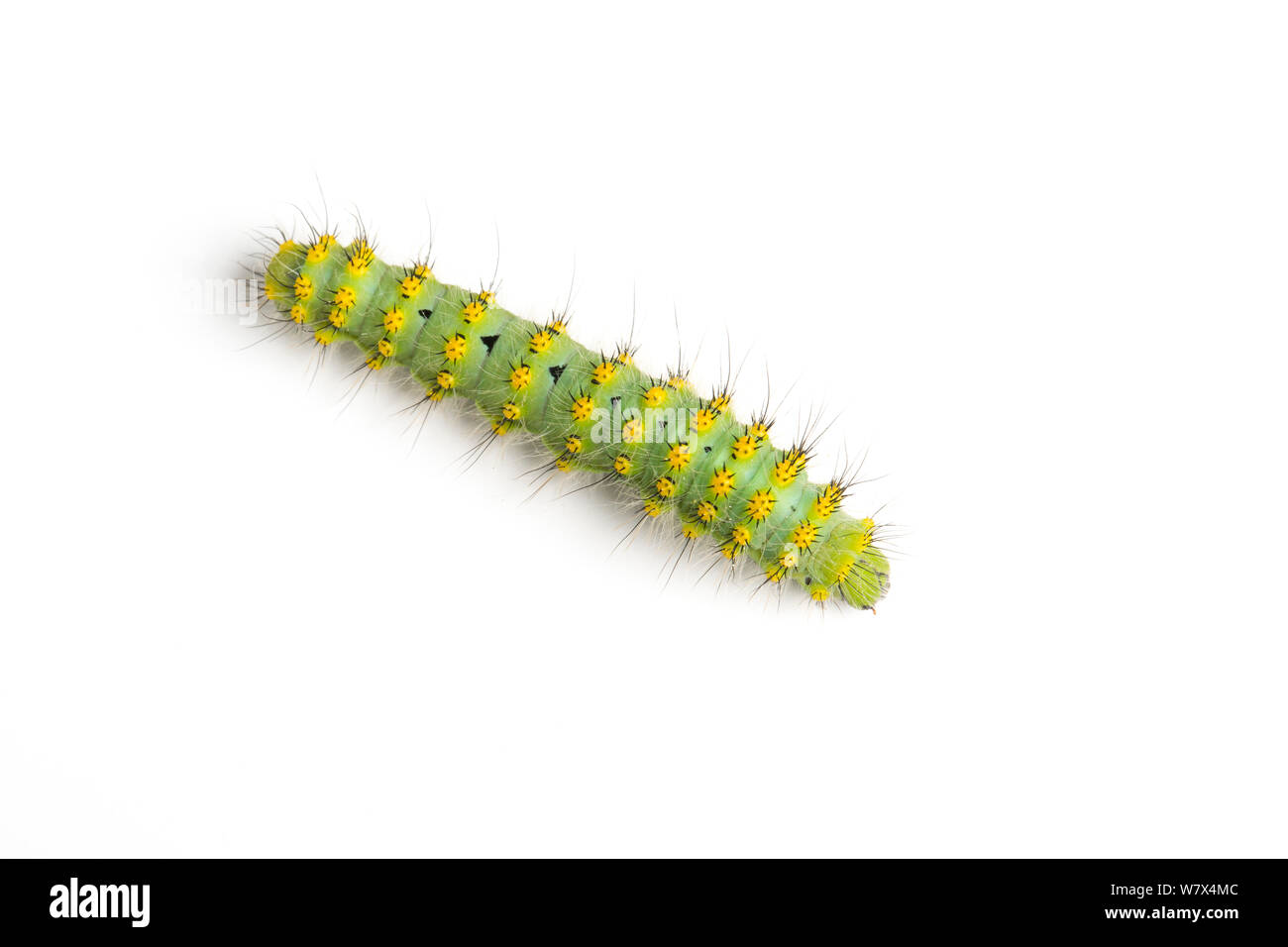 Emperor Moth caterpillar (Saturnia pavonia) late instar, aged 4-5 weeks. Stock Photo