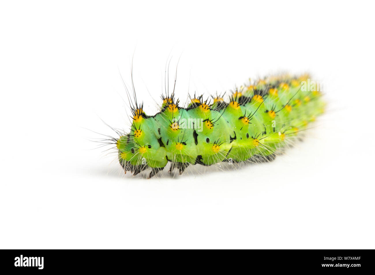 Emperor Moth caterpillar (Saturnia pavonia) late instar, aged 4-5 weeks. Stock Photo