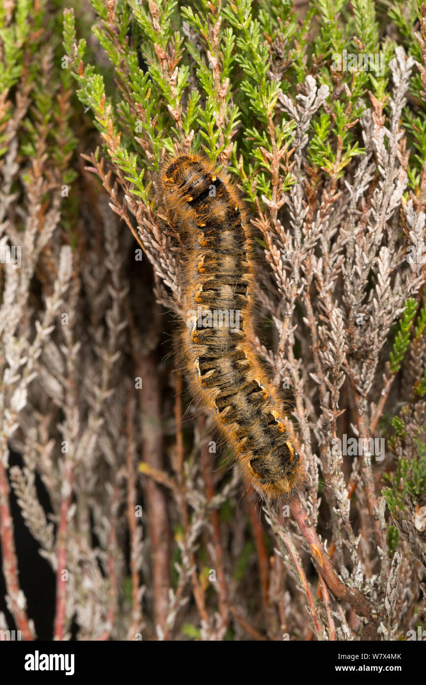 Fox Moth caterpillar (Macrothylacia rubi), Hallam Moor, South Yorkshire, UK. May. Stock Photo