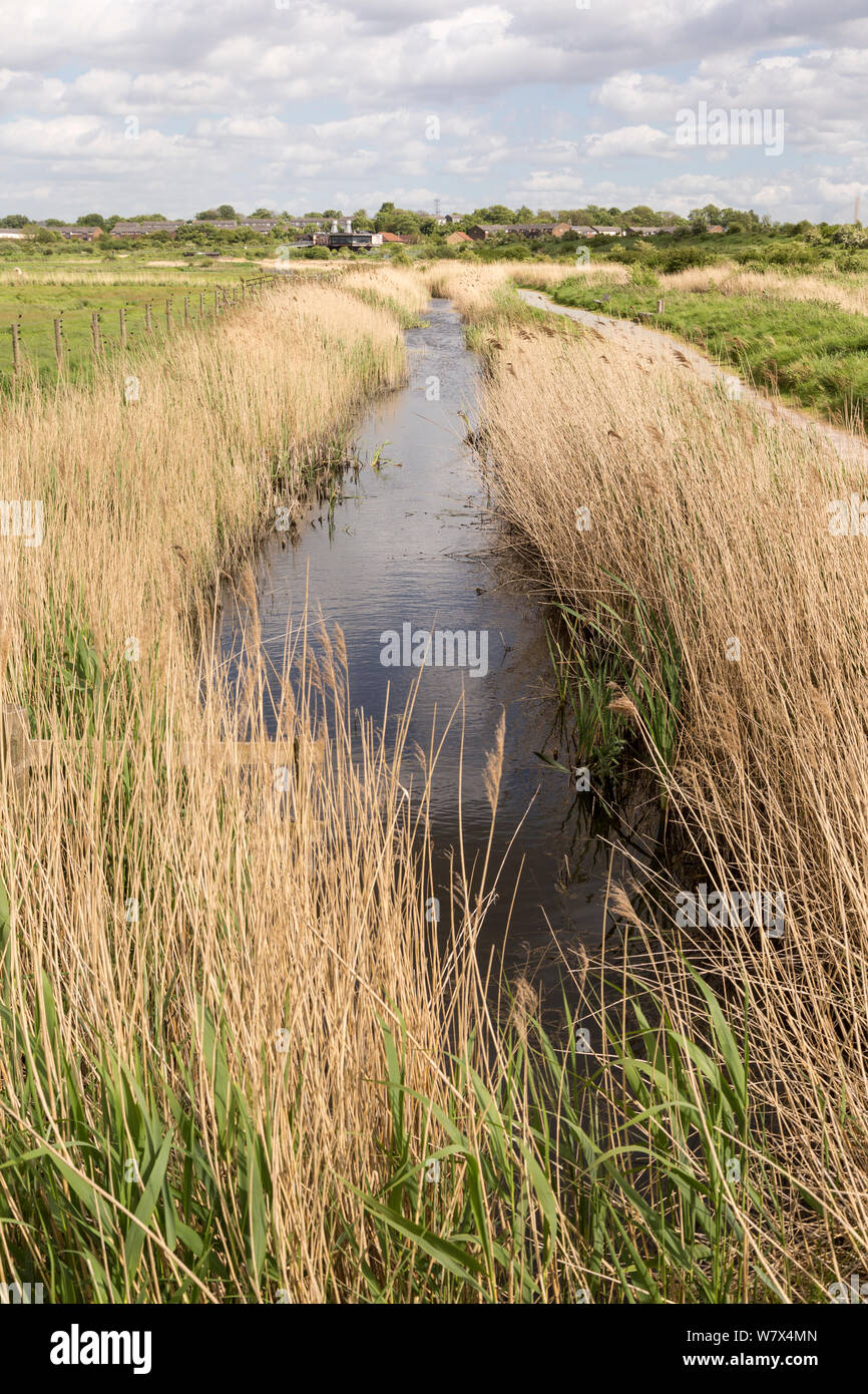 Dyke and reedbeds on  Rainham Marshes, RSPB Reserve, London, UK. May 2014. Stock Photo