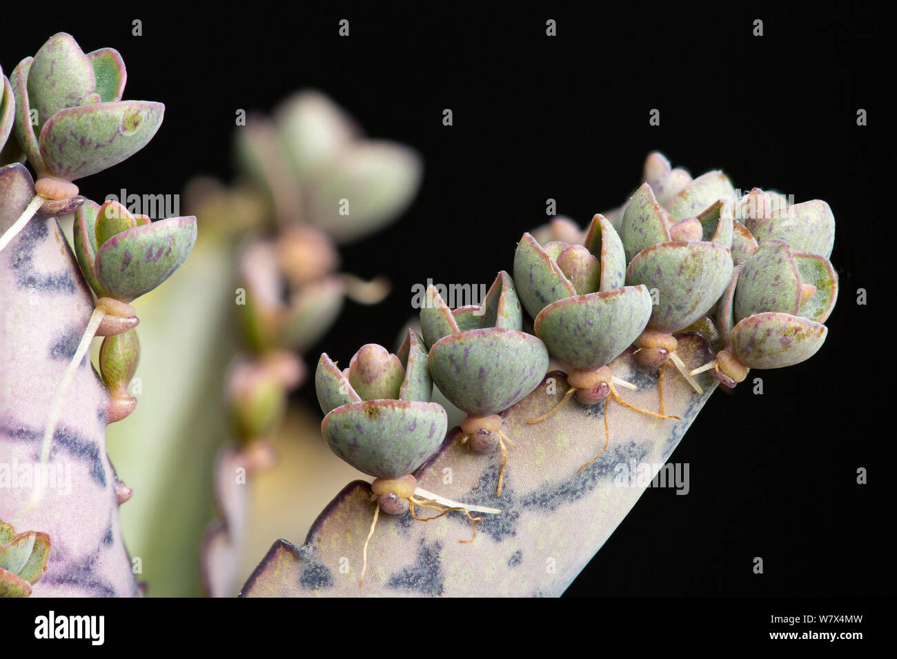 Mexican hat plant, or 'Mother-of-thousands' (Bryophyllum daigremontianum) showing adventitious plantlets developing along edge of leaf, a form of vegetative reproduction. Stock Photo