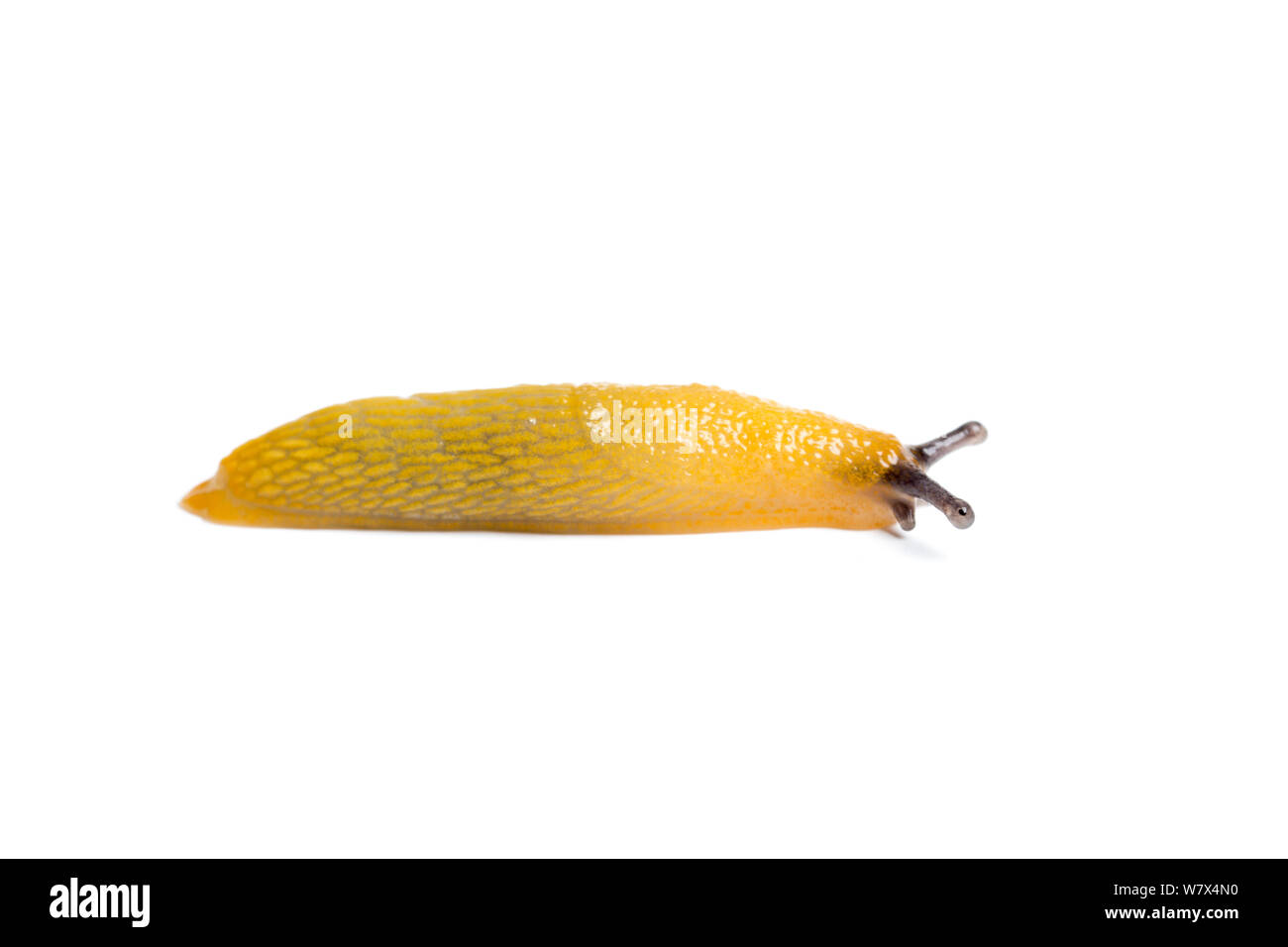 Lemon slug (Malacolimax tenellus - formerly Limax tenellus) - an indicator of ancient woodland that feeds mainly on fungi, UK. May. Stock Photo