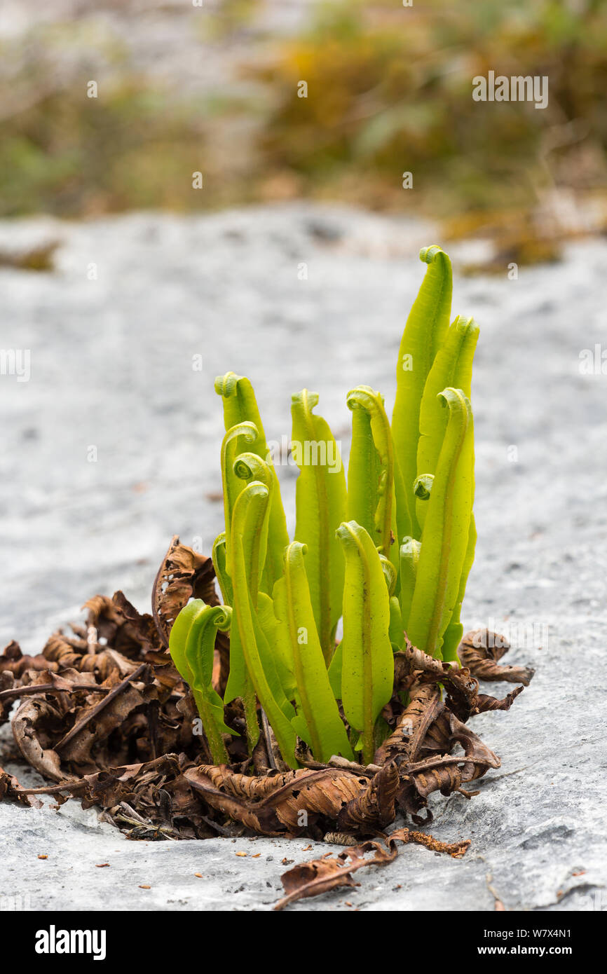 Hart&#39;s tongue fern (Asplenium scolopendrium), new fronds emerging from crevice in limestone pavement, Lancashire, UK. April. Stock Photo