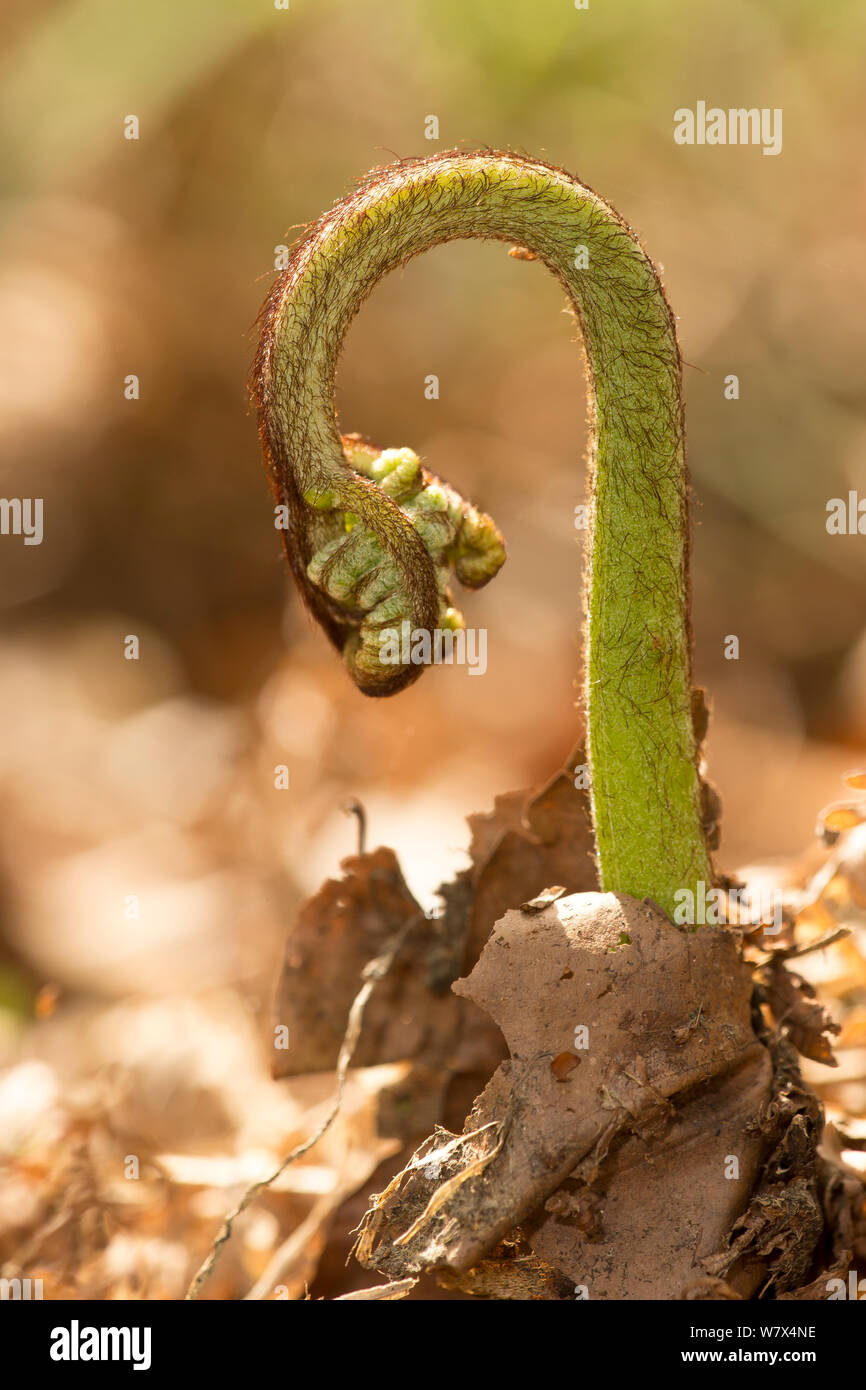 Bracken (Pteridium aquilinum) frond unfurling, Derbyshire, UK. April. Stock Photo