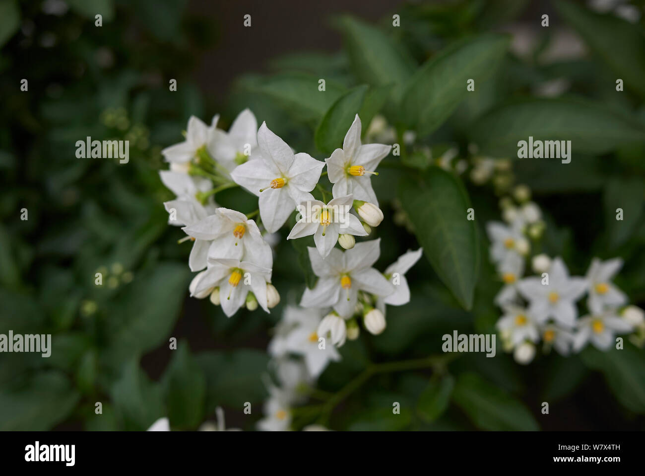 white inflorescence of Solanum laxum vine Stock Photo