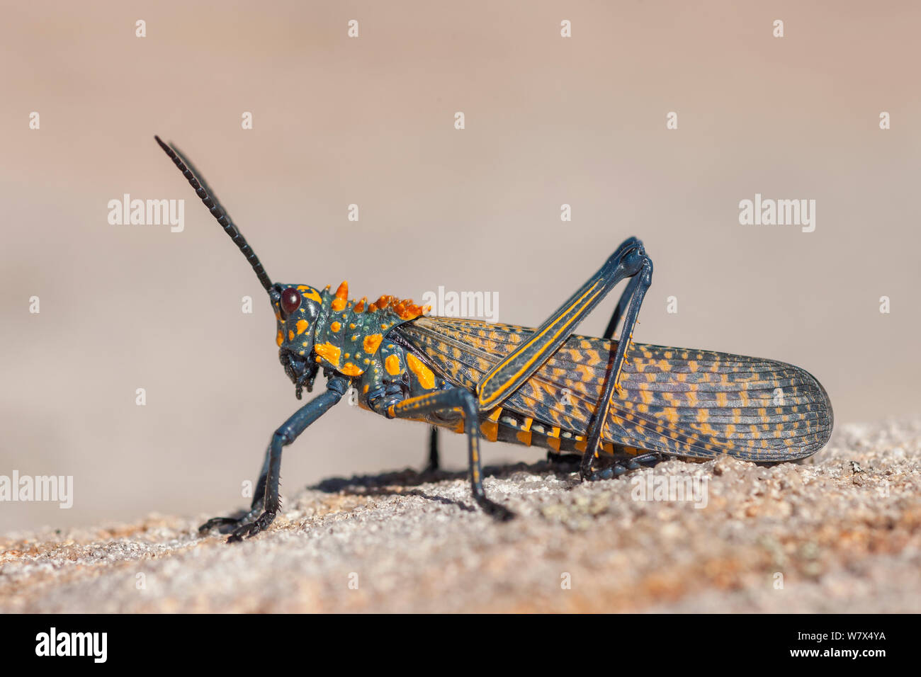 Giant painted locust (Phymateus saxosus) Isalo National Park, Madagascar. August. Stock Photo