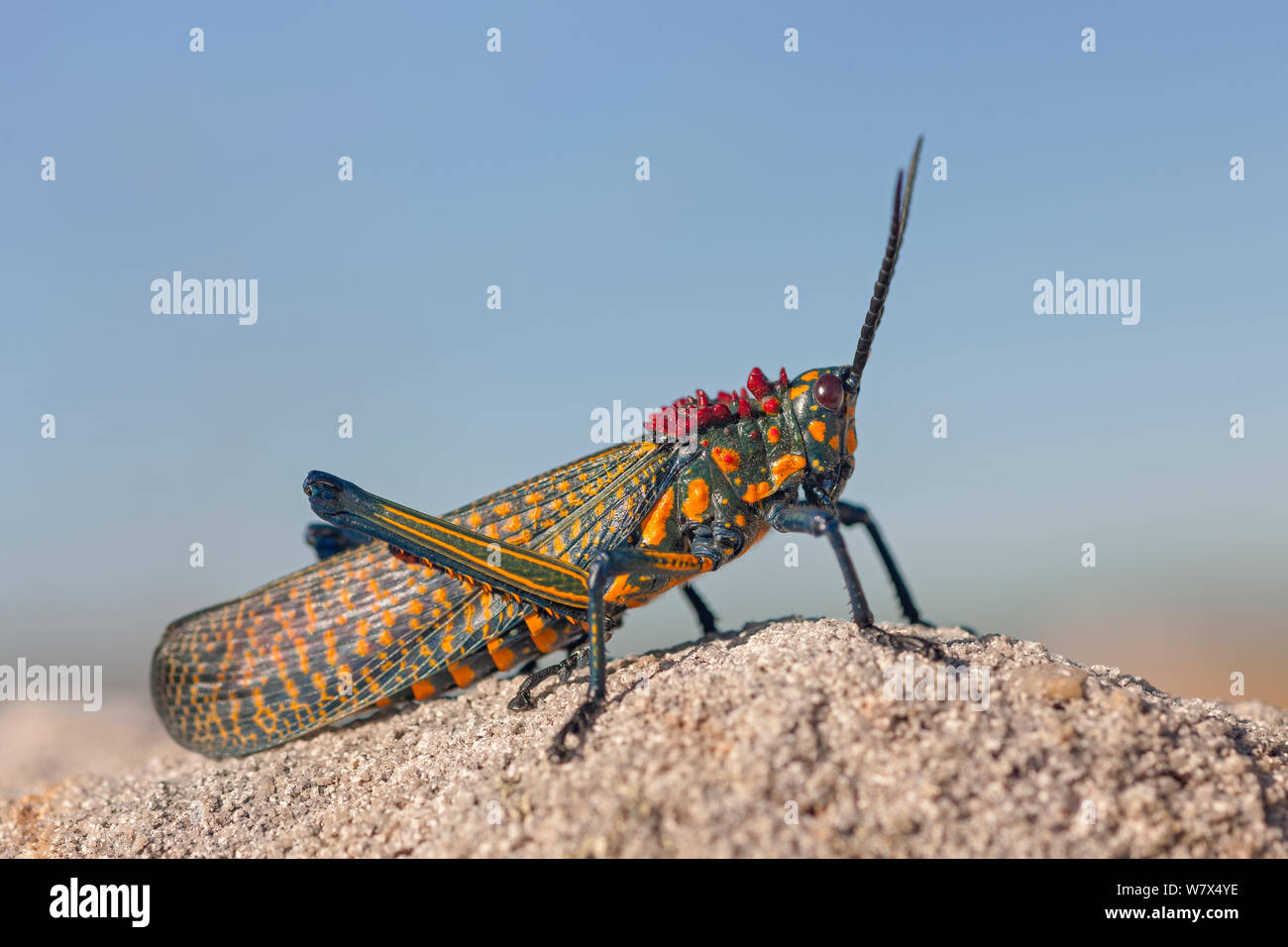 Giant painted locust (Phymateus saxosus) Isalo National Park, Madagascar. August. Stock Photo