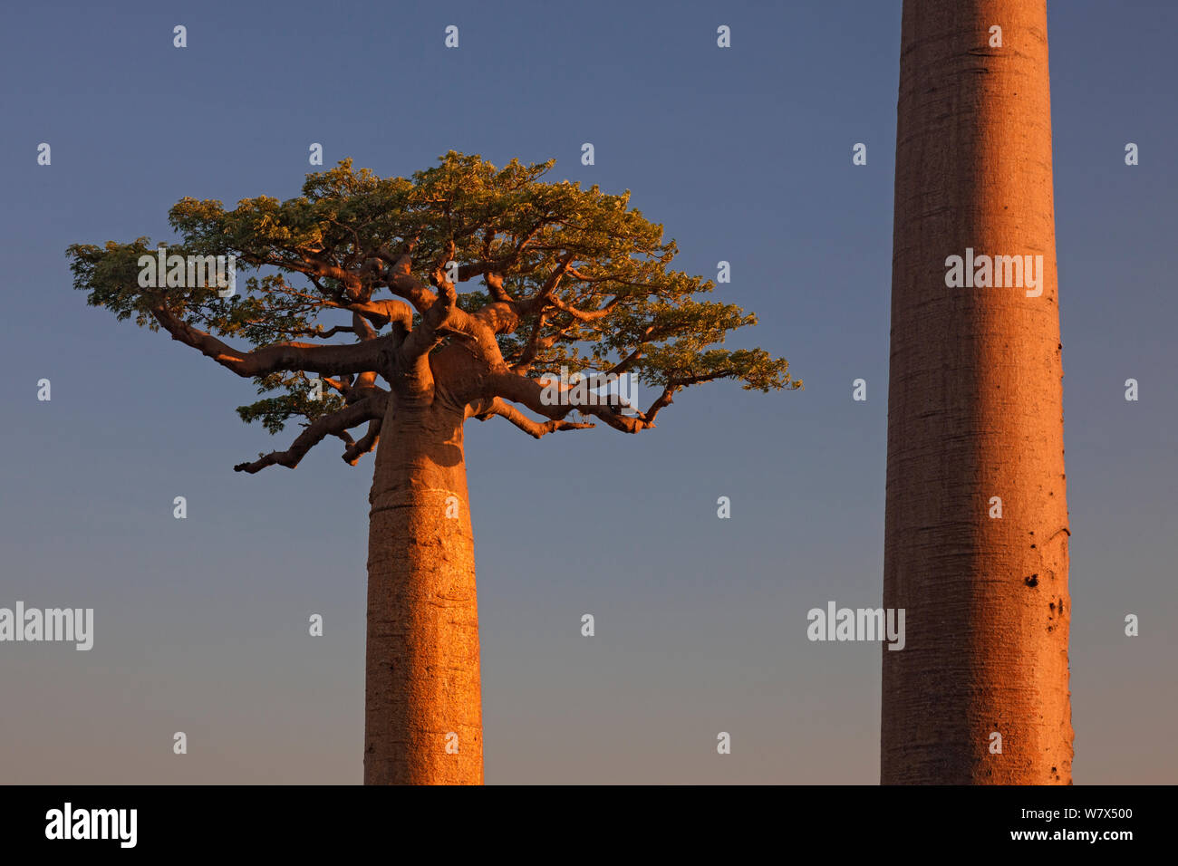 Baobab tree madagascar hi-res stock photography and images - Alamy
