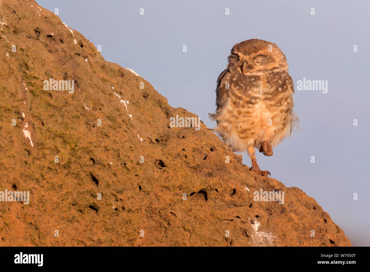 Burrowing owl (Athene cunicularia), adult sleeping, Serra da Canastra National Park, Brazil, January 2014. Stock Photo
