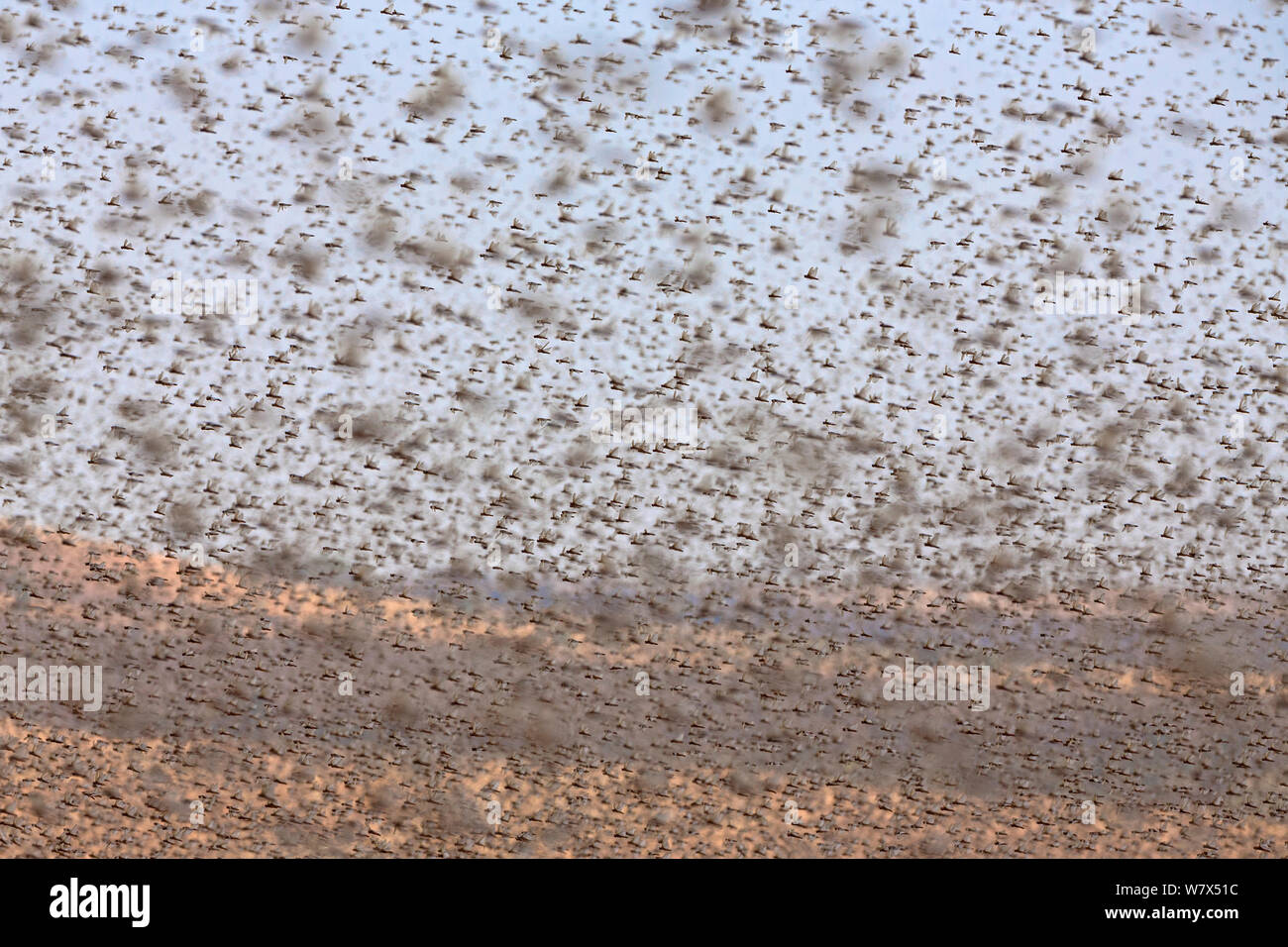 Migratory Locust (Locusta migratoria capito) swarm flying, near Isalo National Park, Madagascar. August 2013. Stock Photo