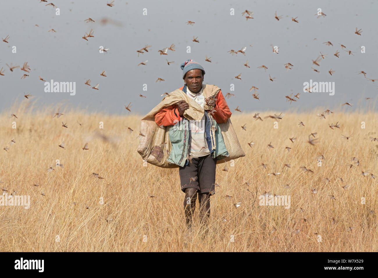 Farmer with bags of Migratory locusts (Locusta migratoria capito) collected for human consumption using mosquito nets in early morning when they can not fly long distances, near Isalo National Park, Madagascar. August 2013. Stock Photo