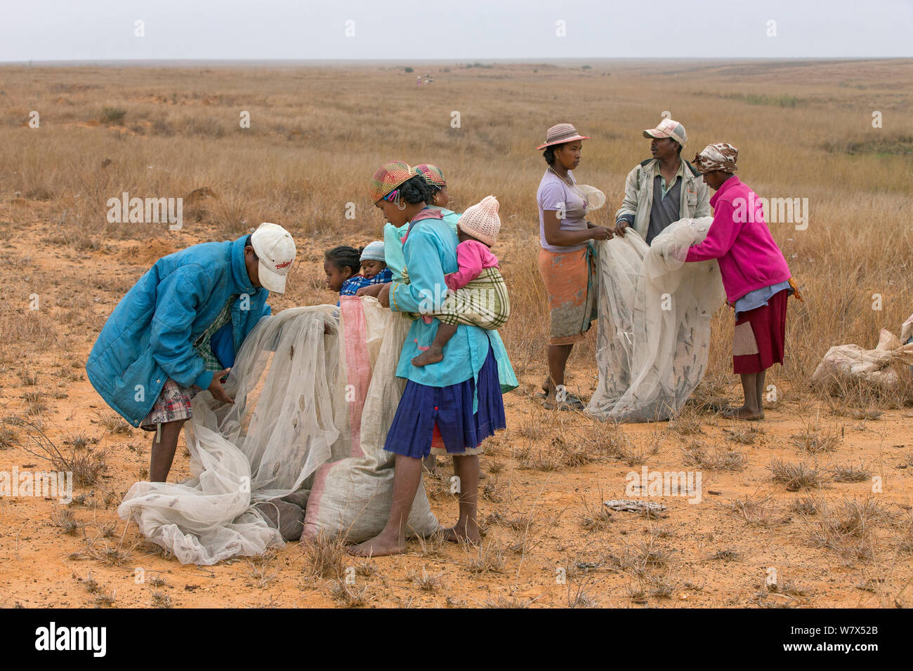 People loading Migratory locusts (Locusta migratoria capito)  into plastic sack for transport. Caught for human consumption using mosquito nets in early morning when they can not fly long distances, near Isalo National Park, Madagascar. August 2013. Stock Photo