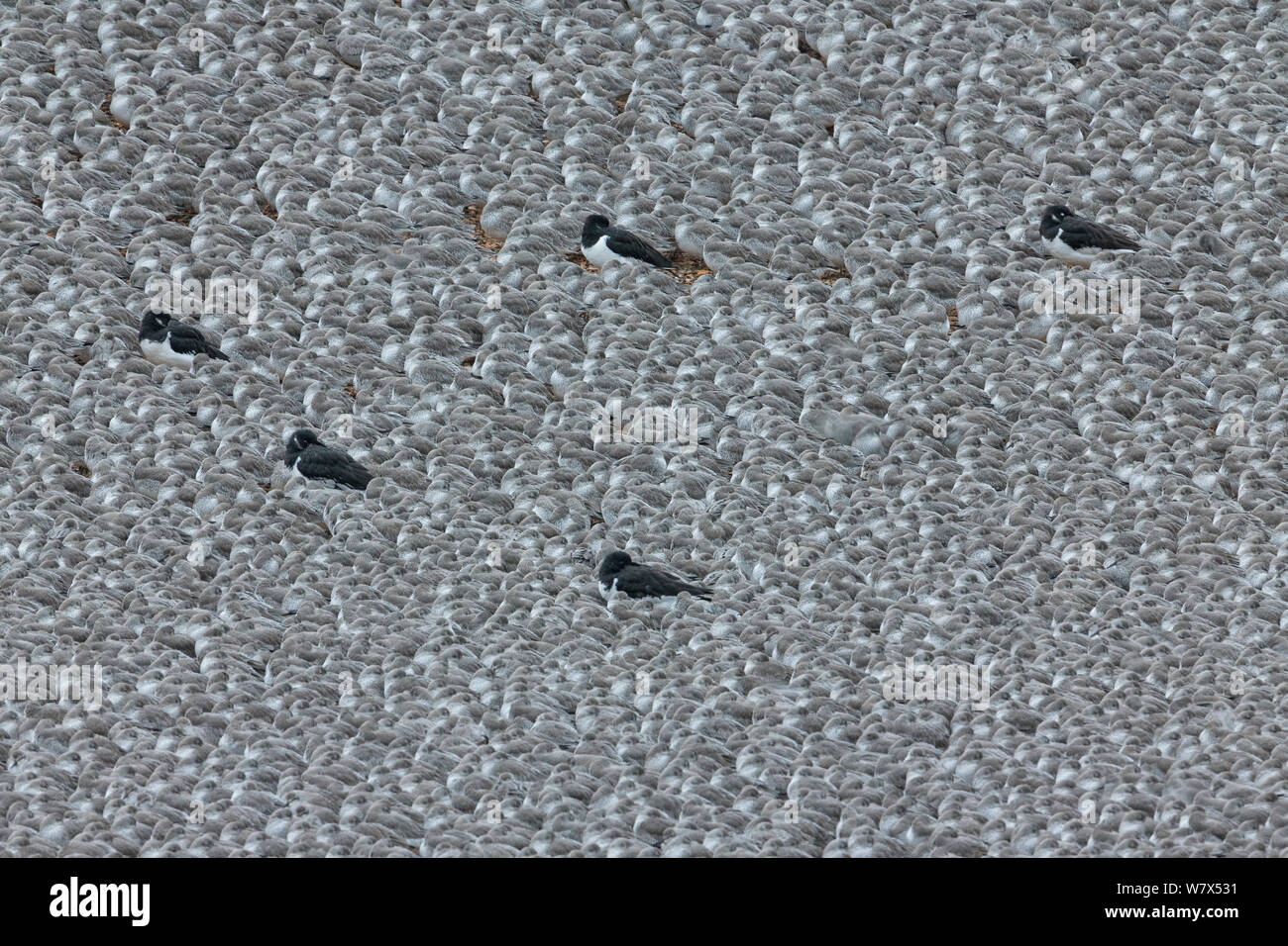 Oystercatcher (Haematopus ostralegus) among flock of roosting Knot (Calidris canutus), Snettisham, RSPB Reserve, Norfolk, England, UK. November. Stock Photo